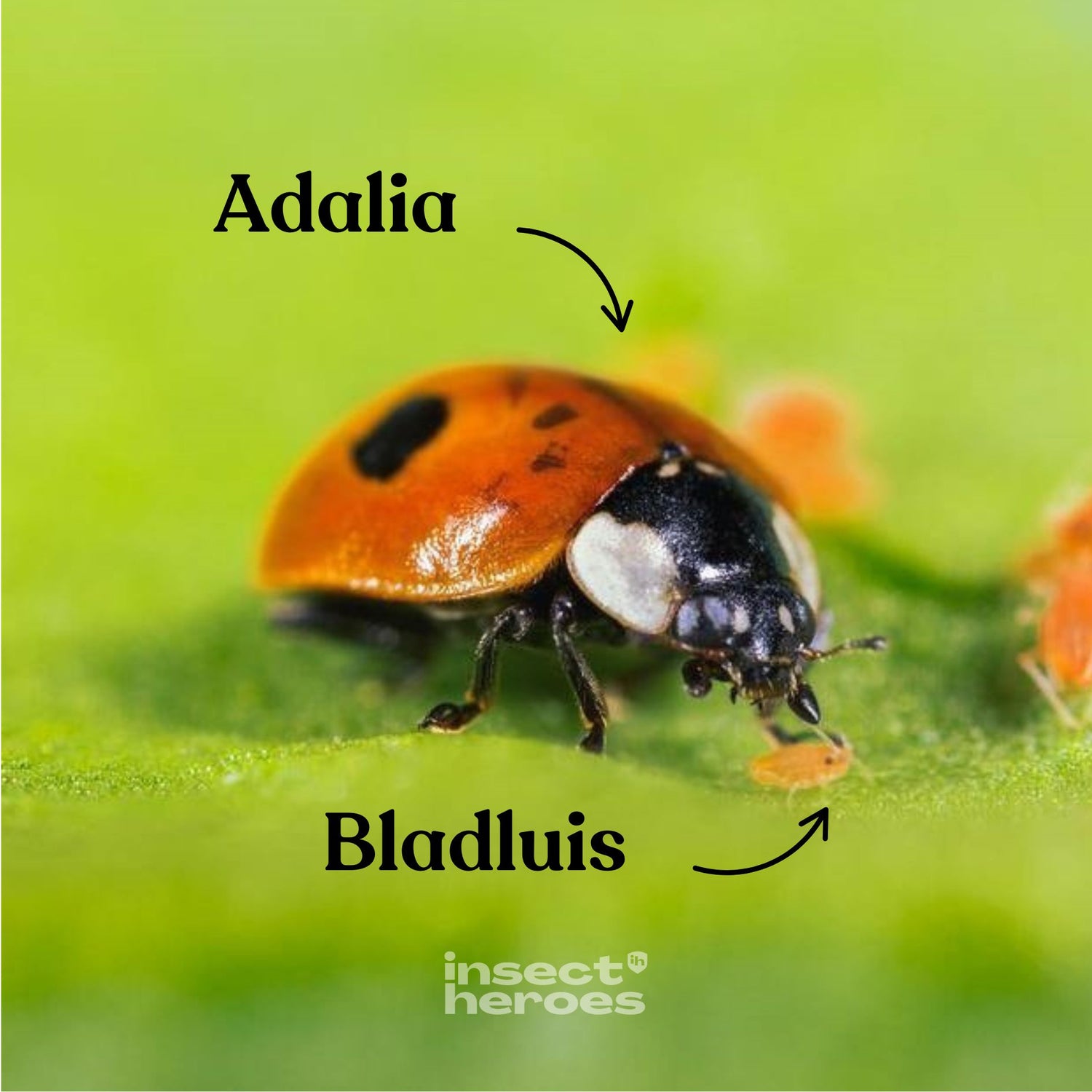 Adalia - tegen bladluis