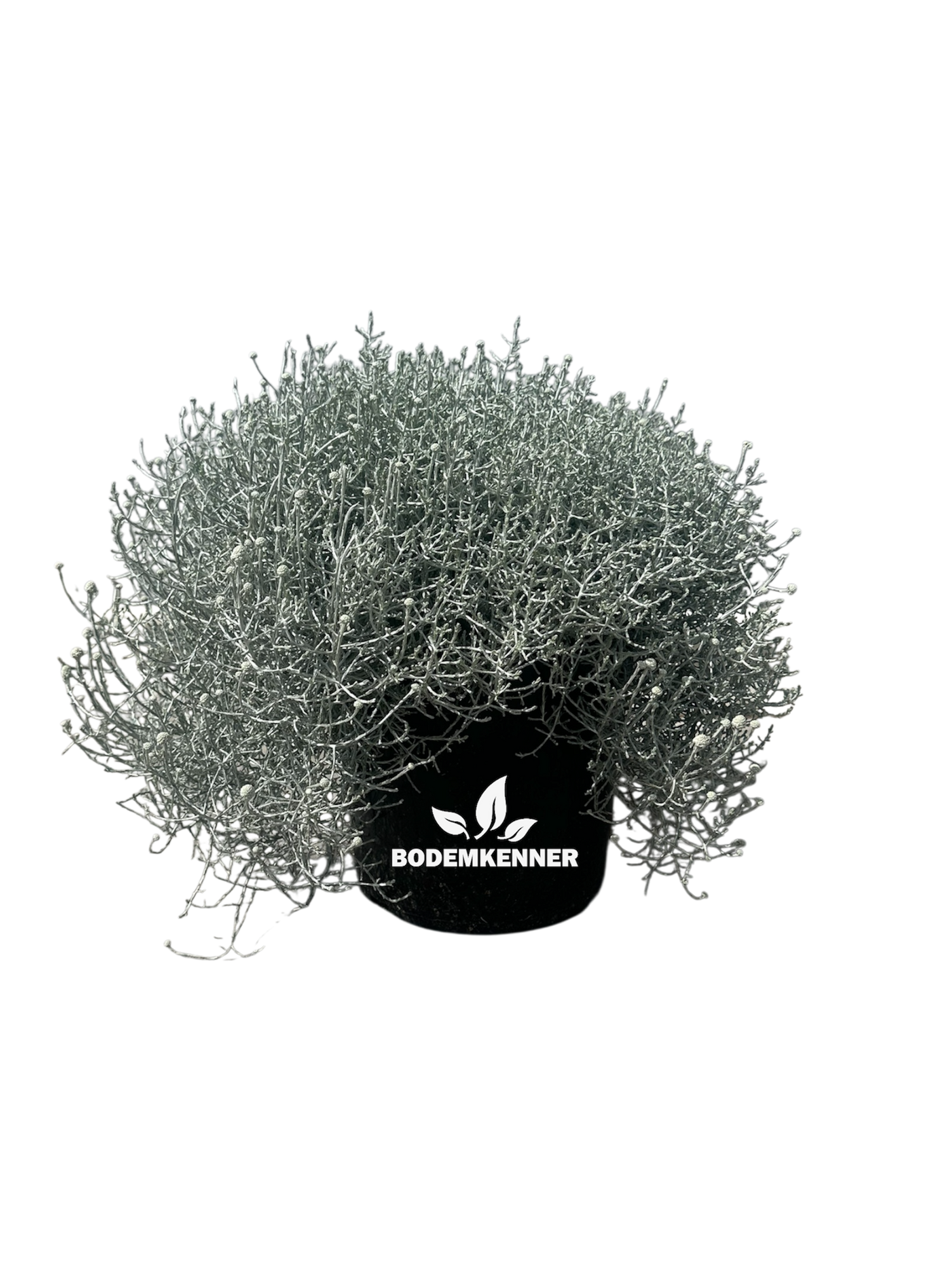 Leucophyta brownii (Zilverstruikje)