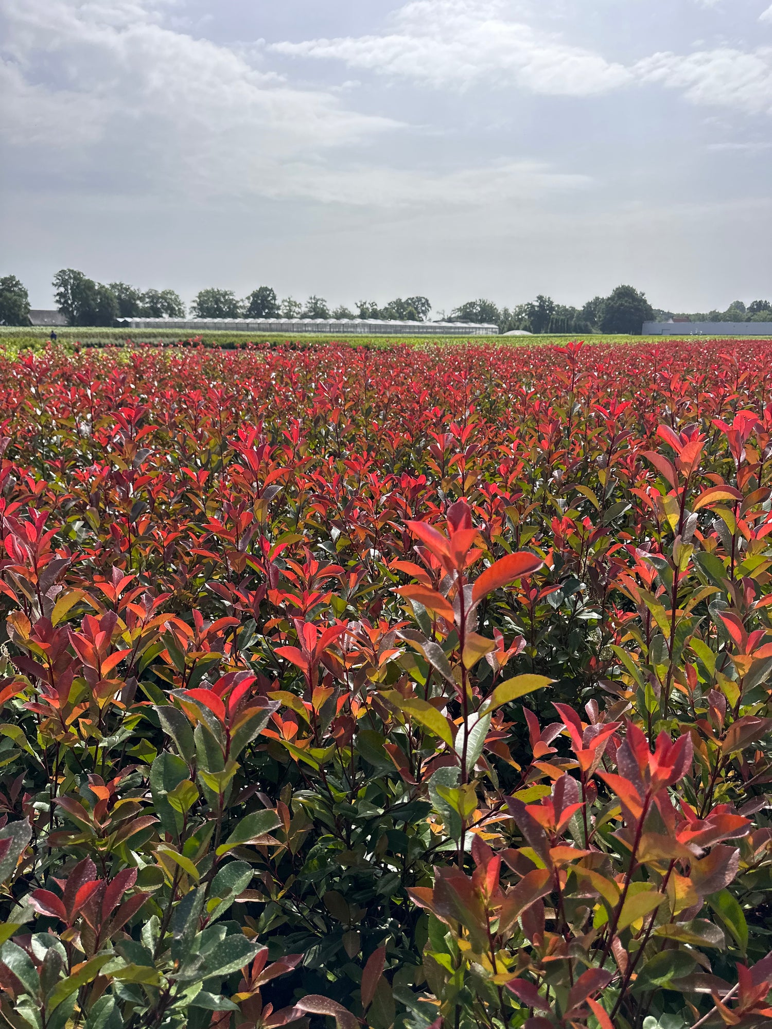 Photinia fraseri ‘Red Robin’ 120–140 cm – wintergroene haagplant met rood blad