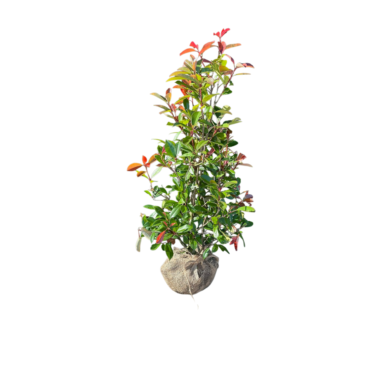 Photinia fraseri ‘Red Robin’ 120–140 cm – wintergroene haagplant met rood blad