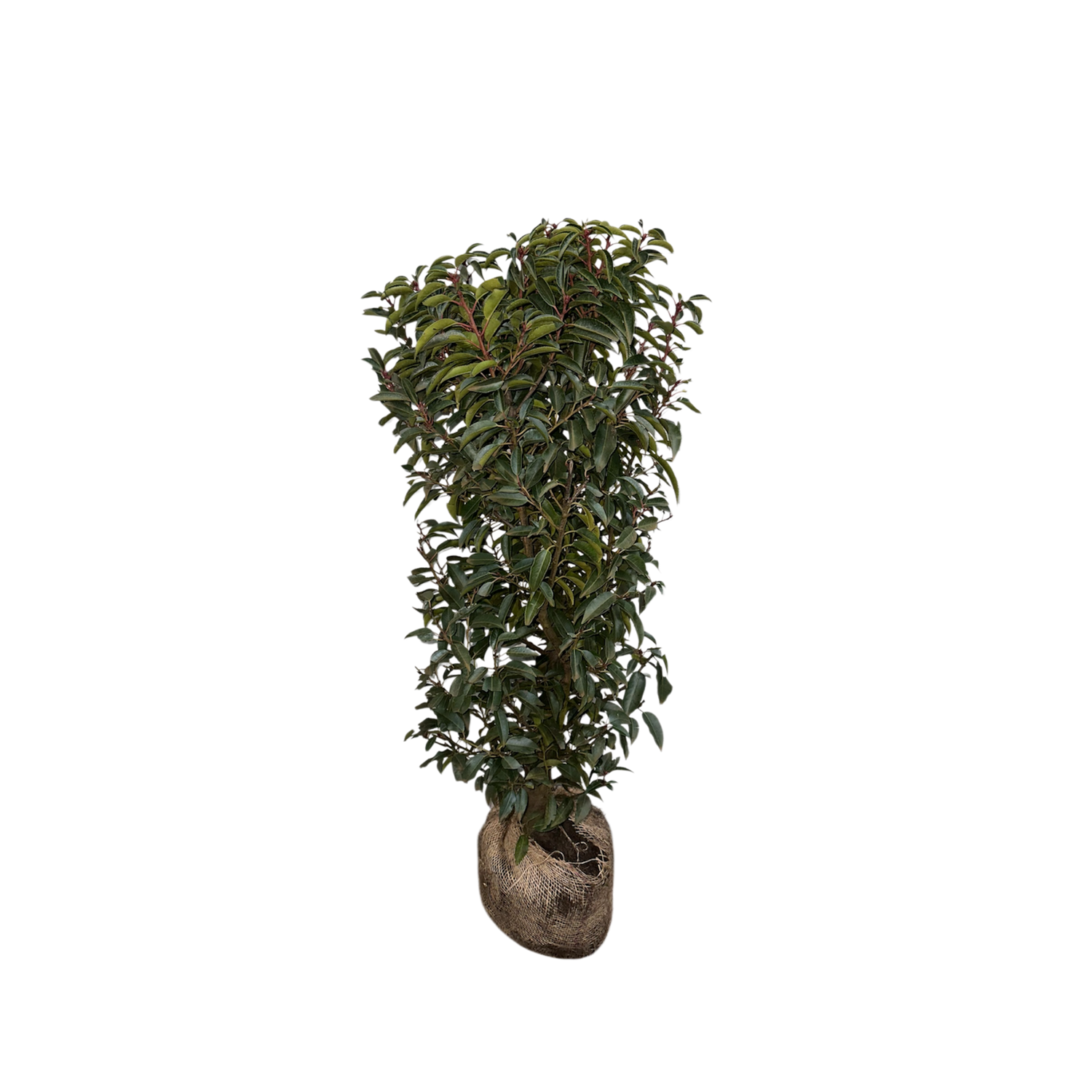 Portugese laurier (Prunus lusitanica)