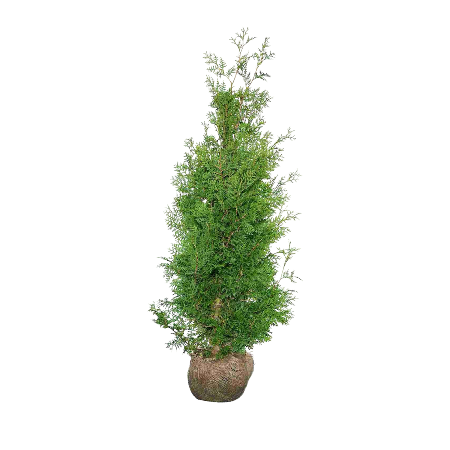 Thuja occidentalis ‘Brabant