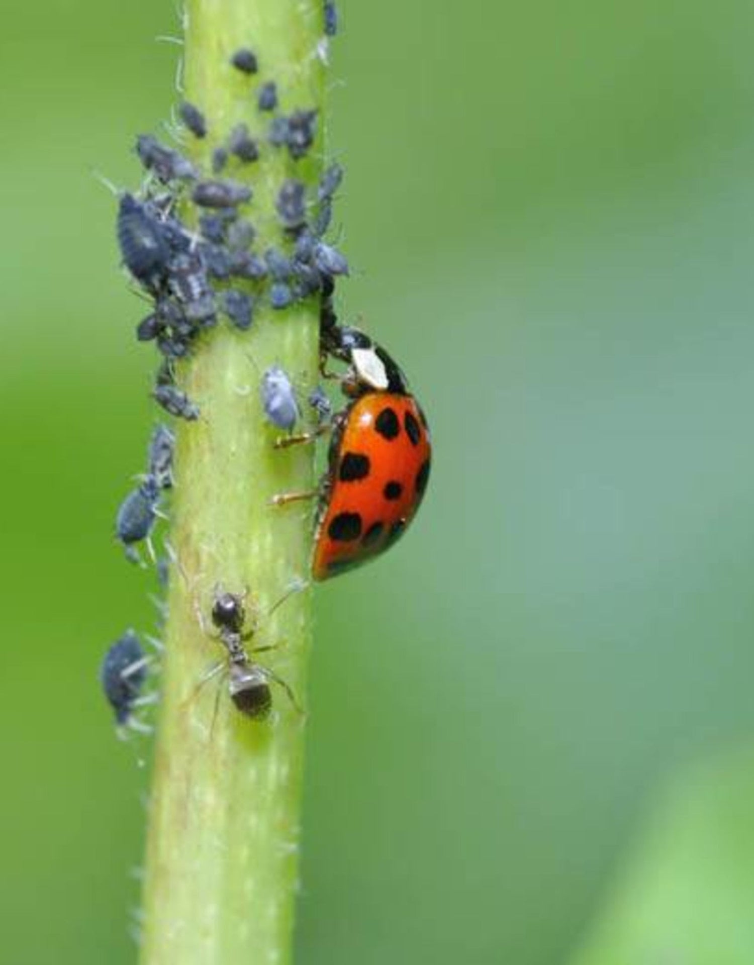 Natuurlijke bestrijding