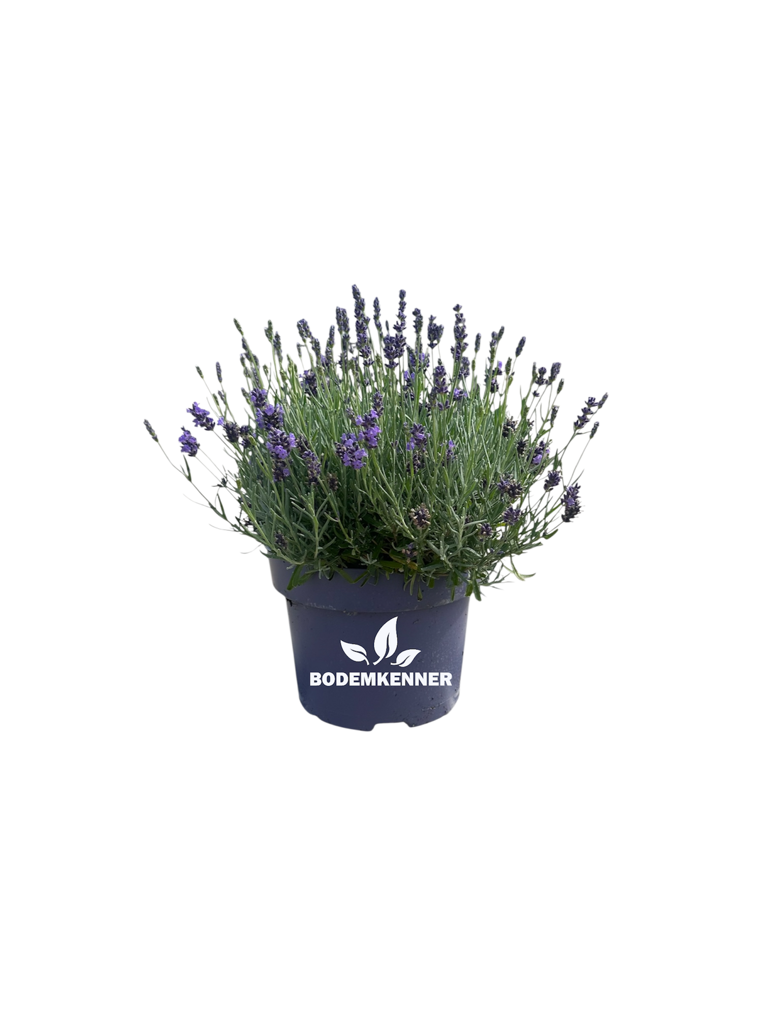Lavendel (Lavandula angustifolia 'Hidcote')