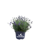 Lavendel (Lavandula angustifolia 'Hidcote')