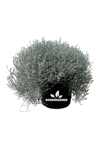 Leucophyta brownii (Zilverstruikje)