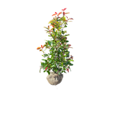 Photinia fraseri ‘Red Robin’ 120–140 cm – wintergroene haagplant met rood blad