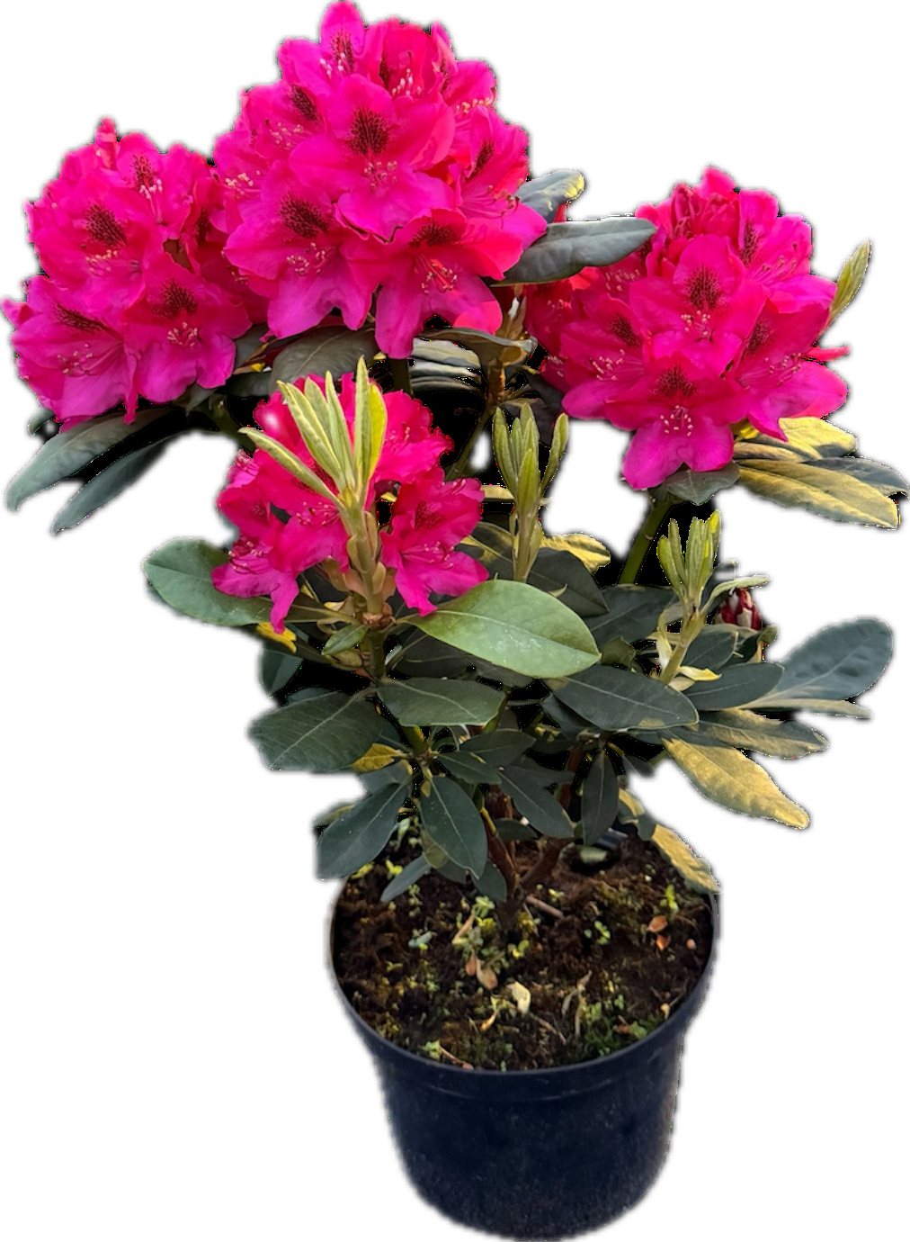 Een Rhododendron plant in een pot met donkergroene bladeren en trossen felroze bloemen.