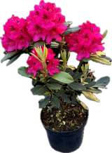 Een Rhododendron plant in een pot met donkergroene bladeren en trossen felroze bloemen.