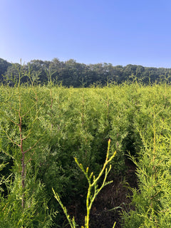 Thuja occidentalis ‘Brabant