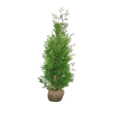 Thuja occidentalis ‘Brabant